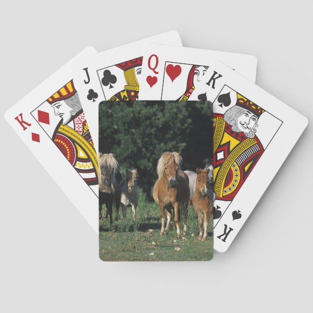 Group of Miniature Foals Playing Cards (Back)
