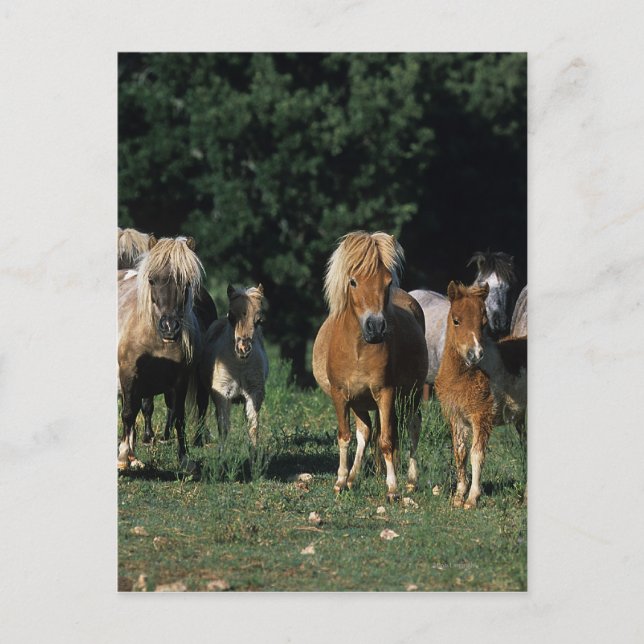 Group of Miniature Foals Postcard (Front)