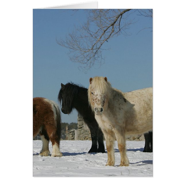 Group of Miniature Horses in the Snow (Front)