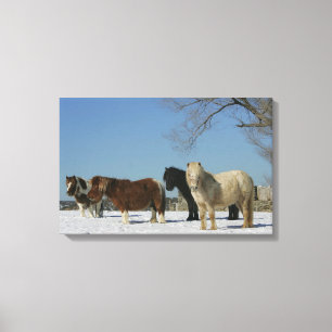 Group of Miniature Horses in the Snow Canvas Print