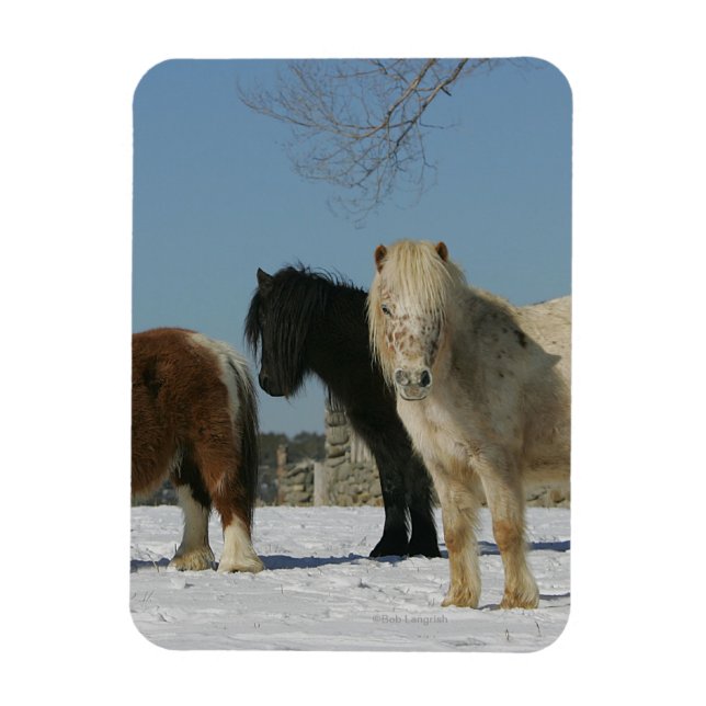 Group of Miniature Horses in the Snow Magnet (Vertical)