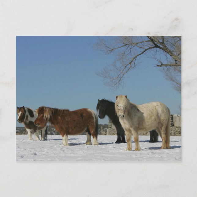 Group of Miniature Horses in the Snow Postcard (Front)