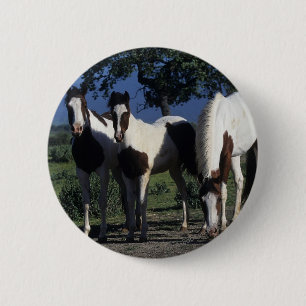 Group of Paint Horses 2 Inch Round Button