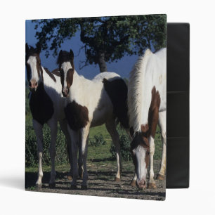 Group of Paint Horses Binder