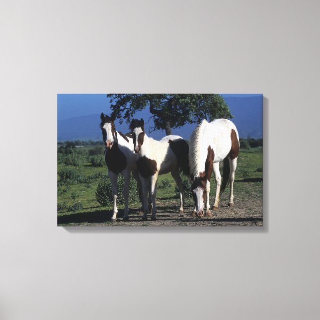 Group of Paint Horses Canvas Print (Front)