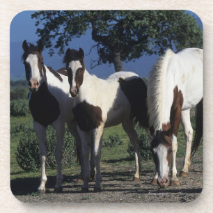 Group of Paint Horses Coaster