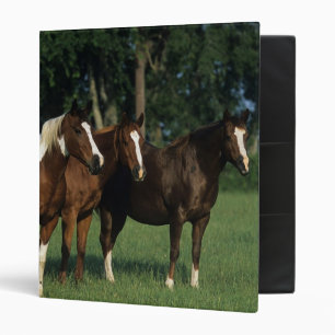 Group of Paint Horses Standing Binder