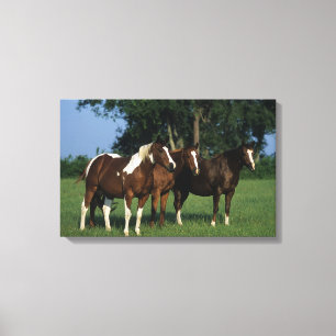 Group of Paint Horses Standing Canvas Print