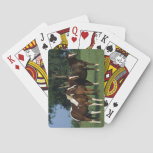 Group of Paint Horses Standing Playing Cards