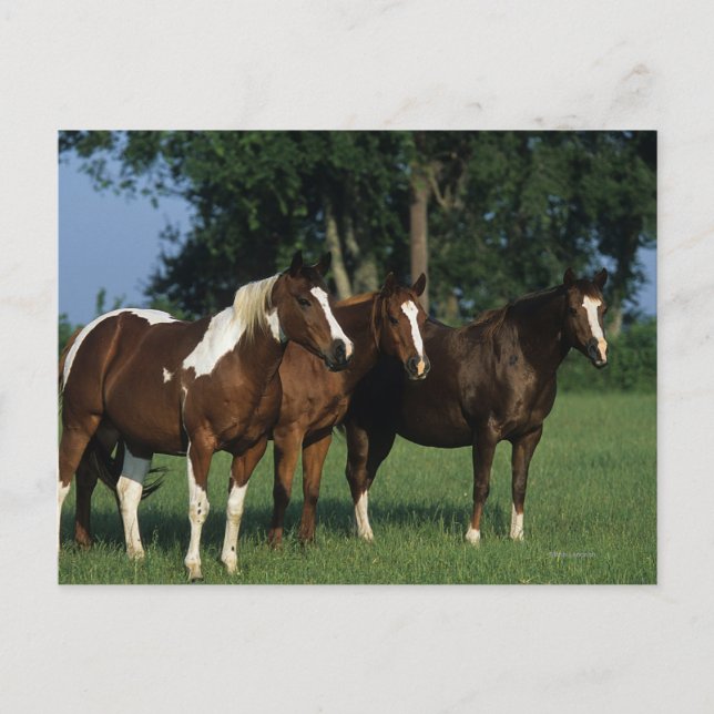 Group of Paint Horses Standing Postcard (Front)