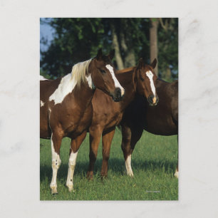 Group of Paint Horses Standing Postcard