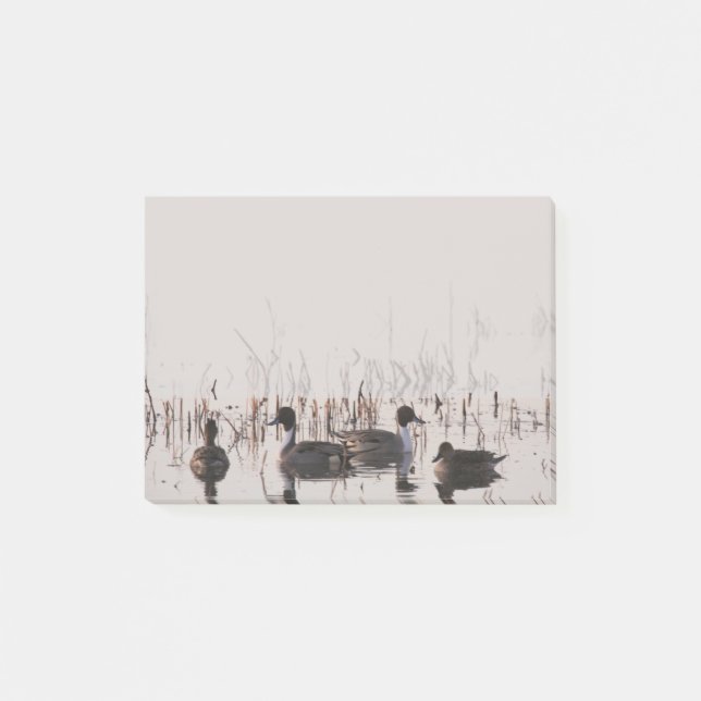 Group of Pintail Ducks Gather and Swims in a lake Post-it Notes (Front)