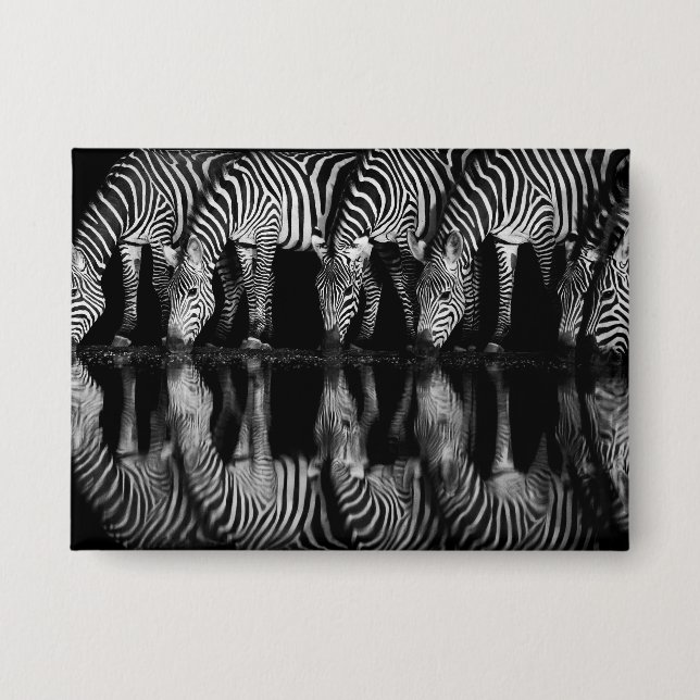 Group of Plains Zebra Drink Together at Night (Front)