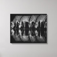 Group of Plains Zebra Drink Together at Night