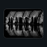 Group of Plains Zebra Drink Together at Night Magnet<br><div class="desc">Africa, East Africa, Kenya, Great Rift Valley, Olkirimatian Conservancy, plains zebra, Equus quagga. A group of plains zebra drink together at night. B & W</div>