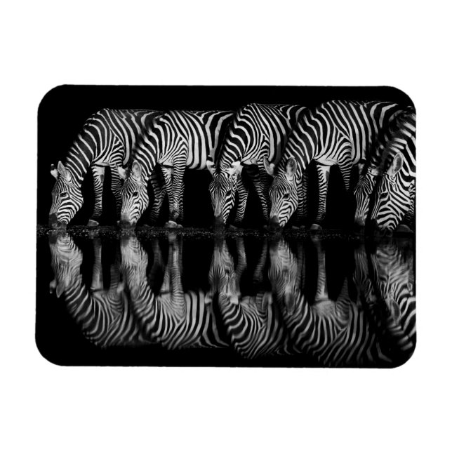 Group of Plains Zebra Drink Together at Night Magnet (Horizontal)