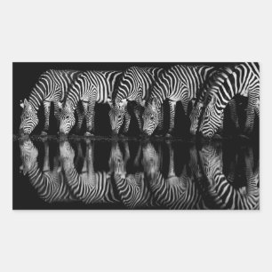Group of Plains Zebra Drink Together at Night Sticker