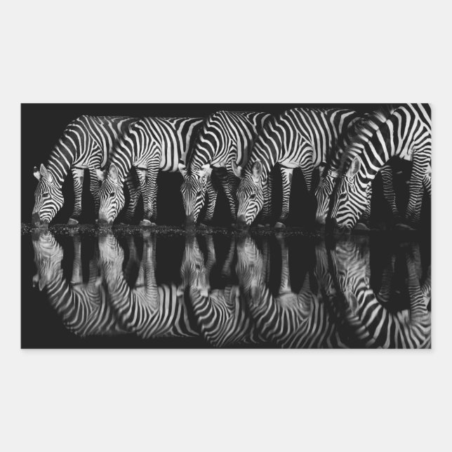 Group of Plains Zebra Drink Together at Night Sticker (Front)