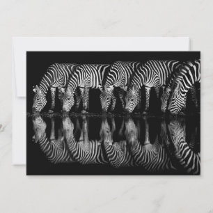 Group of Plains Zebra Drink Together at Night Thank You Card