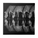 Group of Plains Zebra Drink Together at Night Tile<br><div class="desc">Africa,  East Africa,  Kenya,  Great Rift Valley,  Olkirimatian Conservancy,  plains zebra,  Equus quagga.  A group of plains zebra drink together at night.  B & W</div>
