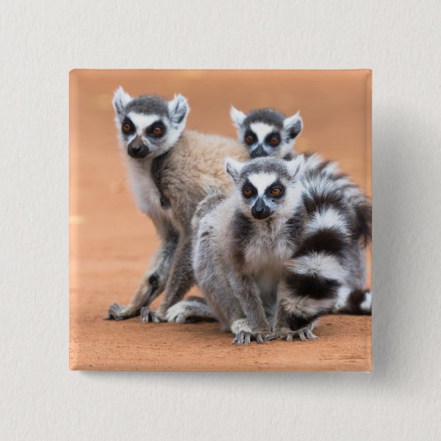 Group of Ring-Tailed Lemurs 2 Inch Square Button (Front)