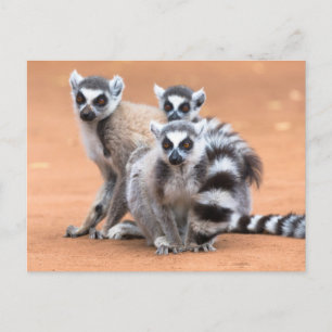 Group of Ring-Tailed Lemurs Postcard