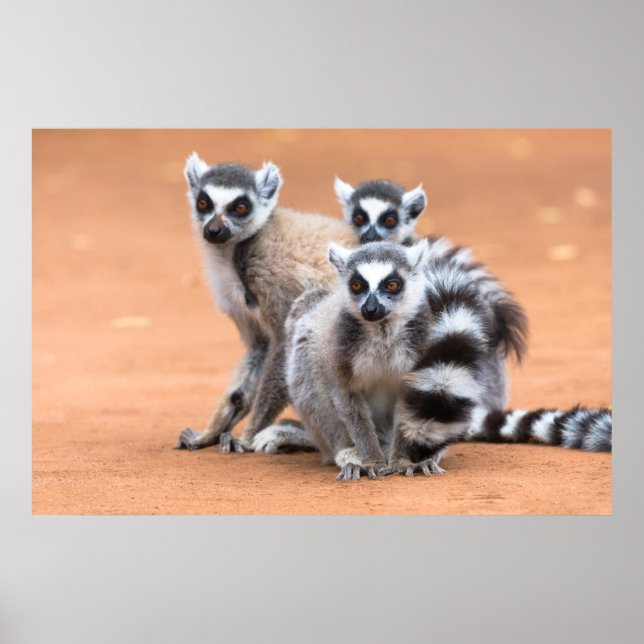 Group of Ring-Tailed Lemurs Poster (Front)