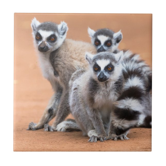 Group of Ring-Tailed Lemurs Tile (Front)