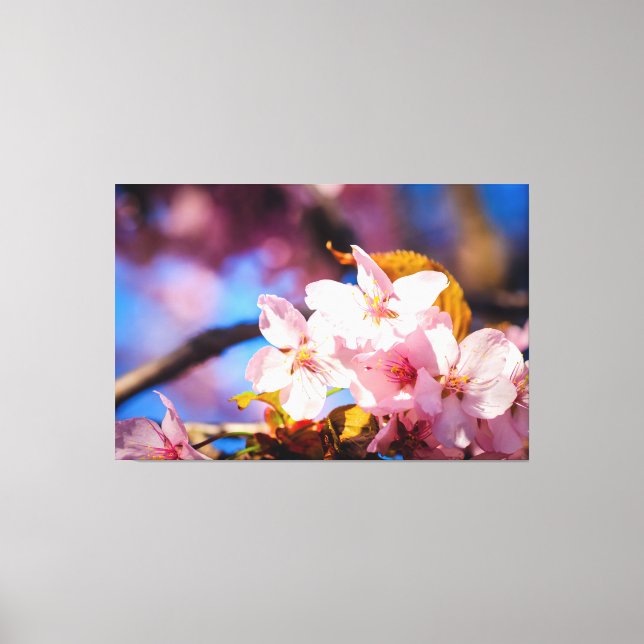 Group Of Sakura Flowers, Soft Pink, Blue Backdrop Canvas Print (Front)