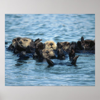 Group of Sea Otters Poster