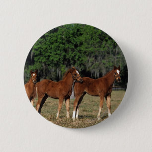 Group of Thoroughbred Foals 2 Inch Round Button