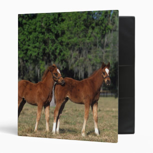 Group of Thoroughbred Foals Binder
