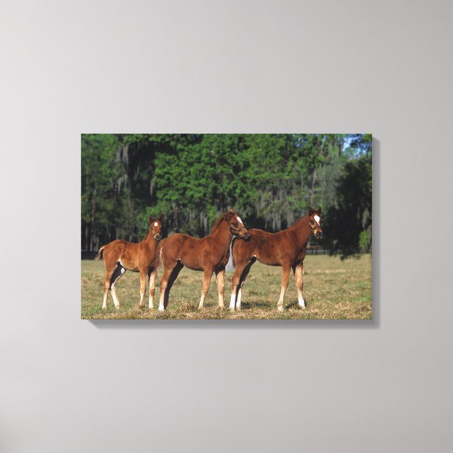 Group of Thoroughbred Foals Canvas Print (Front)