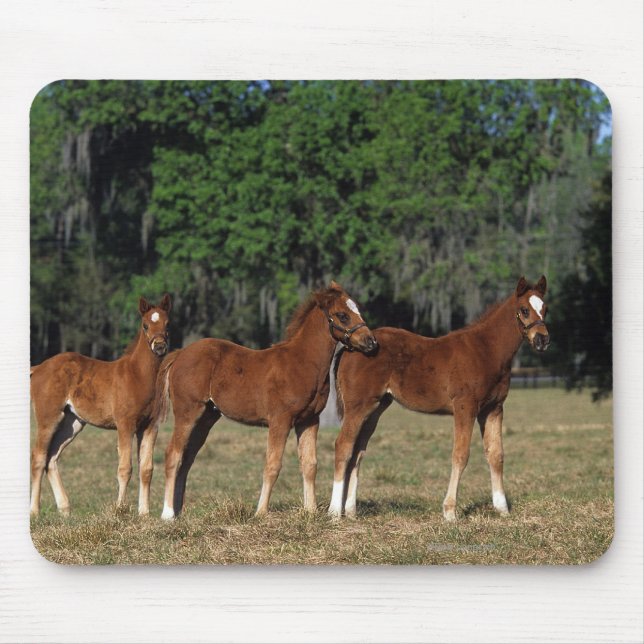 Group of Thoroughbred Foals Mouse Pad (Front)