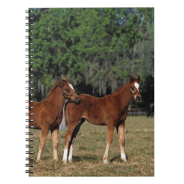 Group of Thoroughbred Foals Notebook (Front)