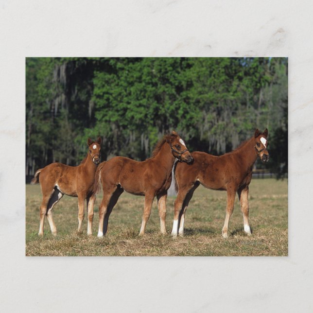 Group of Thoroughbred Foals Postcard (Front)