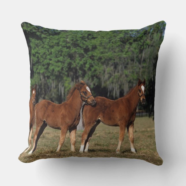 Group of Thoroughbred Foals Throw Pillow (Front)