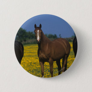 Group of Thoroughbred Horses 2 Inch Round Button