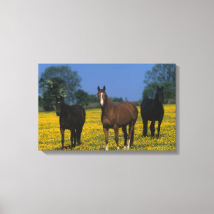 Group of Thoroughbred Horses Canvas Print