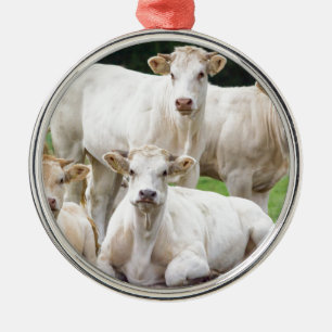 Group of white beige cows posing in meadow metal ornament