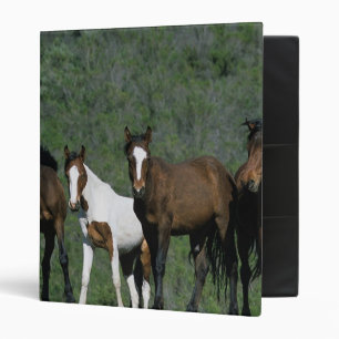 Group of Wild Mustang Horses Binder