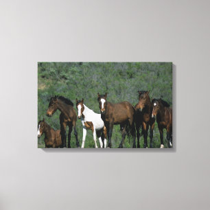 Group of Wild Mustang Horses Canvas Print