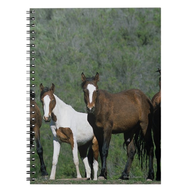 Group of Wild Mustang Horses Notebook (Front)
