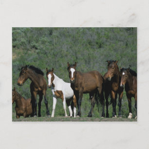 Group of Wild Mustang Horses Postcard