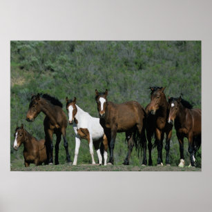 Group of Wild Mustang Horses Poster
