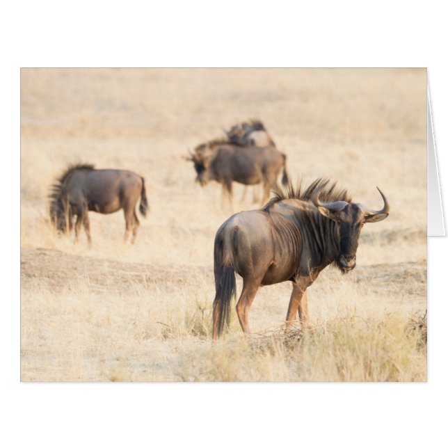 Group of wildebeest (Front Horizontal)