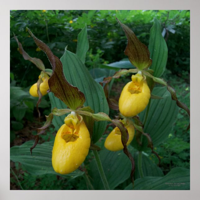 Group Of Yellow Lady's Slipper Orchid Flowers Poster (Front)