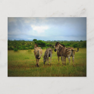 Group Of Zebras Postcard