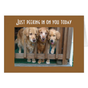 GROUP SAYS RUN AROUND CHASE TAIL