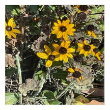 Group Yellow Flowers Acrylic Wall Art